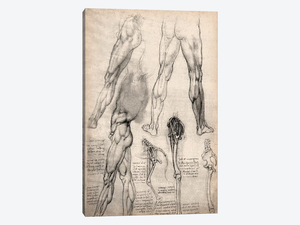 Sketchbook Studies of Human Legs by Leonardo da Vinci 1-piece Canvas Wall Art