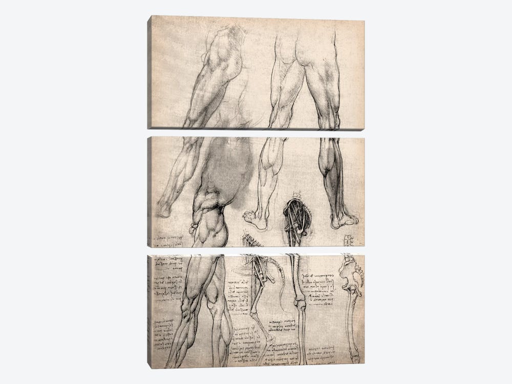 Sketchbook Studies of Human Legs by Leonardo da Vinci 3-piece Canvas Wall Art