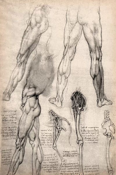 Science: Sketchbook Studies of Human Legs by Leonardo da Vinci