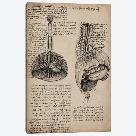 Sketchbook Studies of Human Organs Canvas Print #13960} by Leonardo da Vinci Art Print