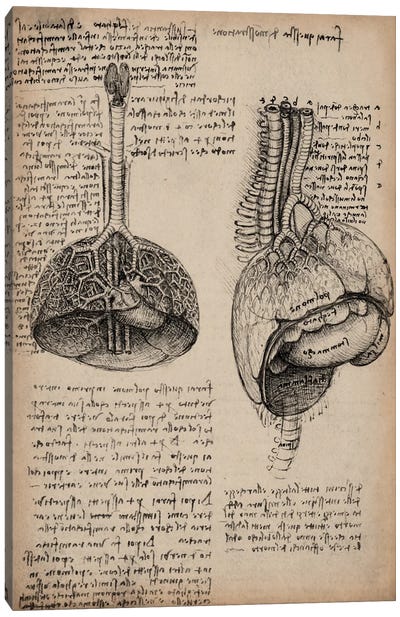 Sketchbook Studies of Human Organs Canvas Art Print - Science Art