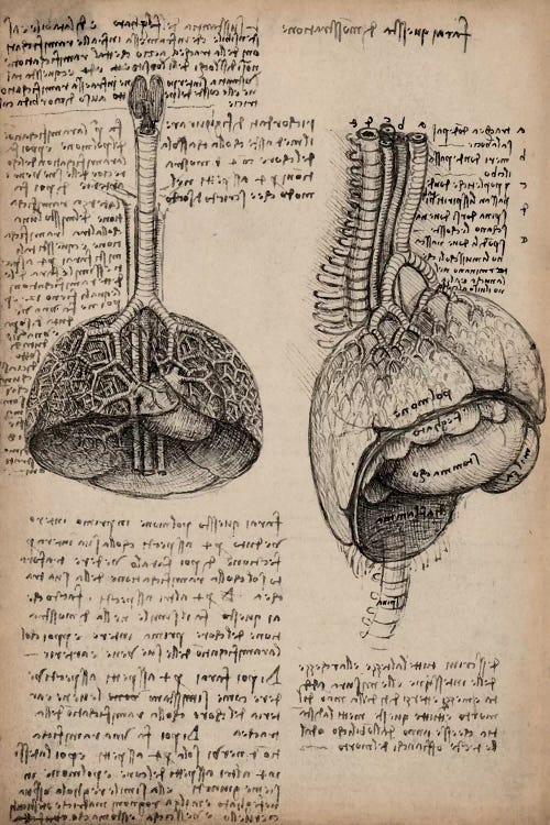 Sketchbook Studies of Human Organs