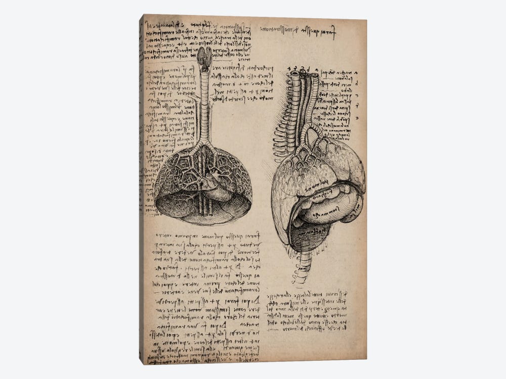 Sketchbook Studies of Human Organs by Leonardo da Vinci 1-piece Canvas Art