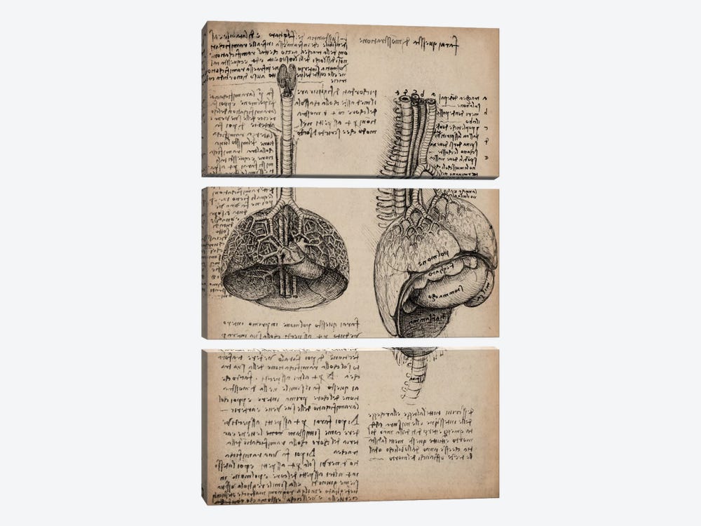 Sketchbook Studies of Human Organs by Leonardo da Vinci 3-piece Canvas Art