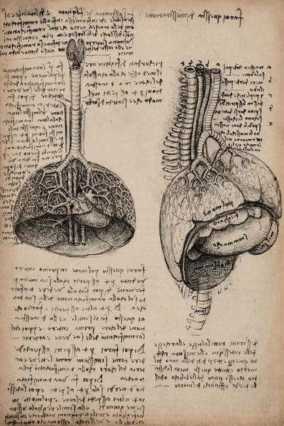 Science: Sketchbook Studies of Human Organs by Leonardo da Vinci