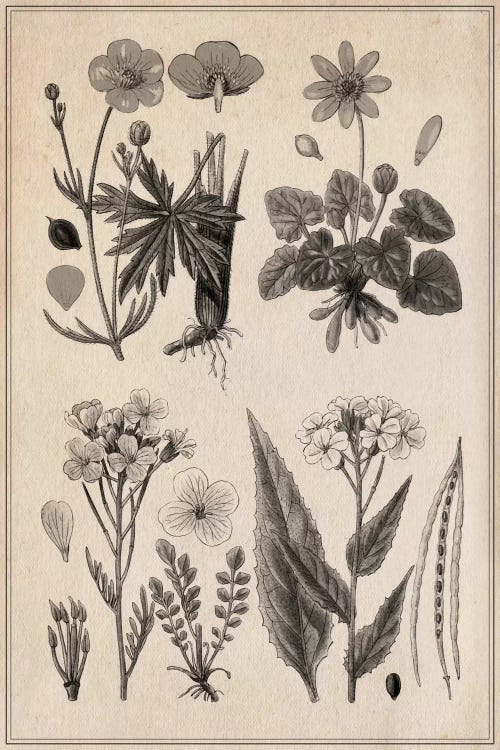 New British Herbal Sketch Canvas Art Print by Unknown Artist | iCanvas