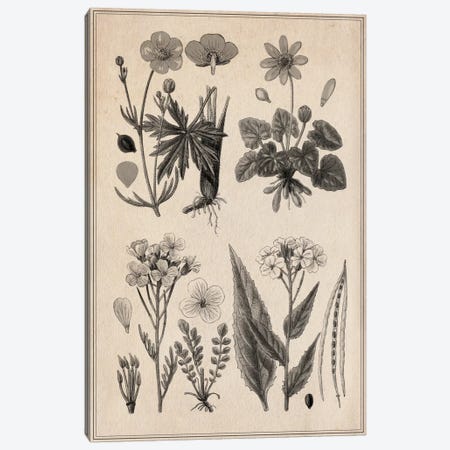 New British Herbal Sketch Canvas Print #13965} by Unknown Artist Canvas Art