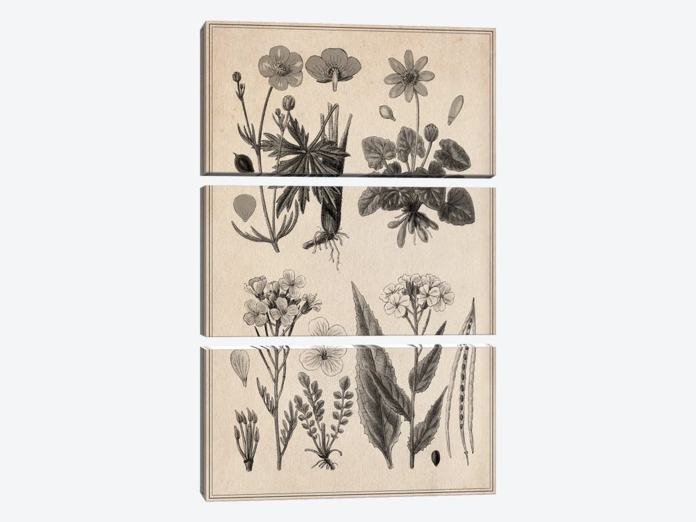 New British Herbal Sketch by Unknown Artist 3-piece Art Print