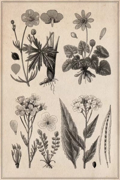 Botanical Illustrations: New British Herbal Sketch by Unknown Artist