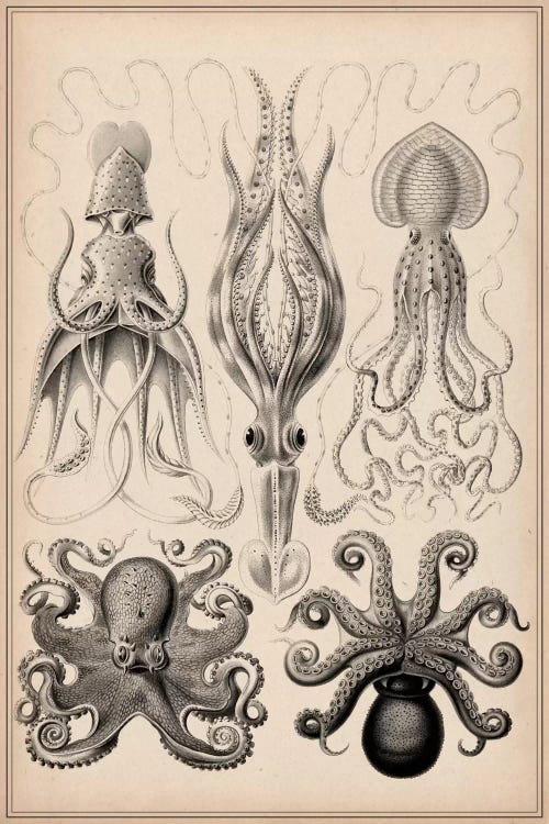 Cephalopod (Gamochonia) by Unknown Artist wall art