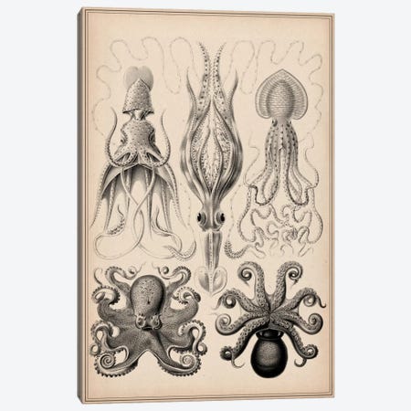 Cephalopod (Gamochonia) Canvas Print #13966} by Unknown Artist Canvas Art