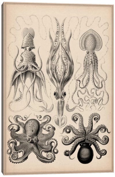 Cephalopod (Gamochonia) Canvas Art Print - Squid Art