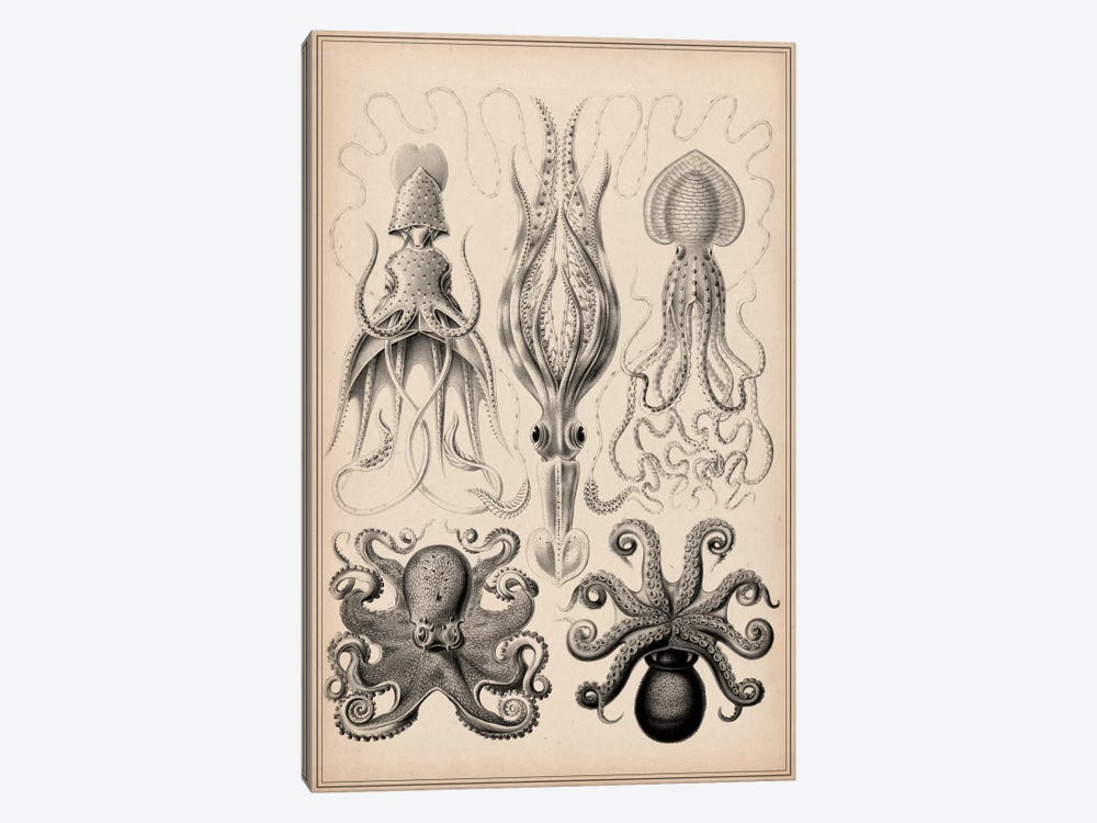 Cephalopod (Gamochonia) 1-piece Canvas Art