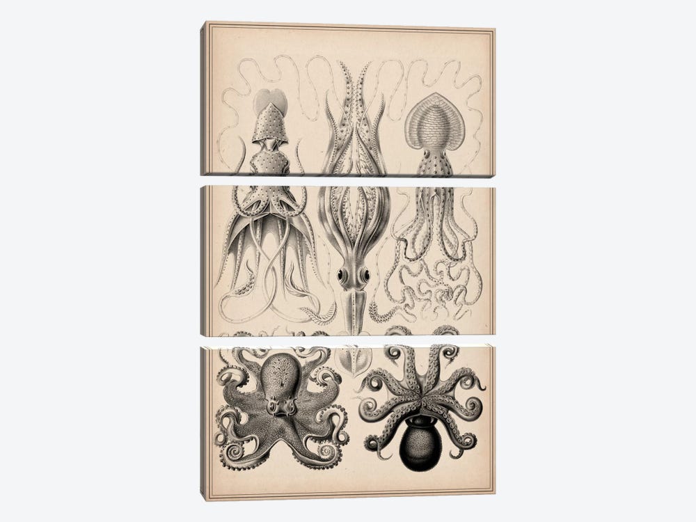 Cephalopod (Gamochonia) 3-piece Canvas Artwork