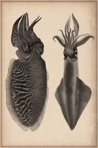 Octopus Squid Scientific Drawing by Unknown Artist multi panel art