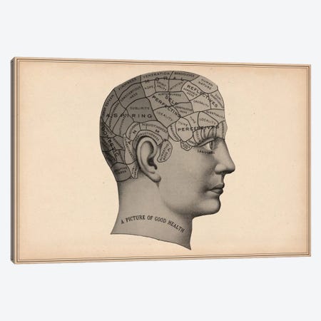 Phrenology Human Head Canvas Print #13969} by Unknown Artist Art Print