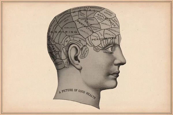 Science: Phrenology Human Head by Unknown Artist
