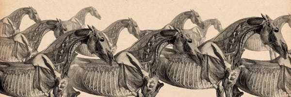 Equestrian: Race Horse Anatomy Collage by Unknown Artist