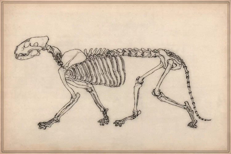 Tiger Skeleton Anatomy Drawing