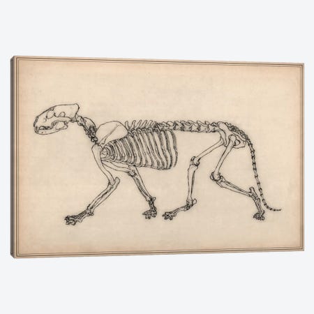 Tiger Skeleton Anatomy Drawing Canvas Print #13971} by Unknown Artist Canvas Artwork