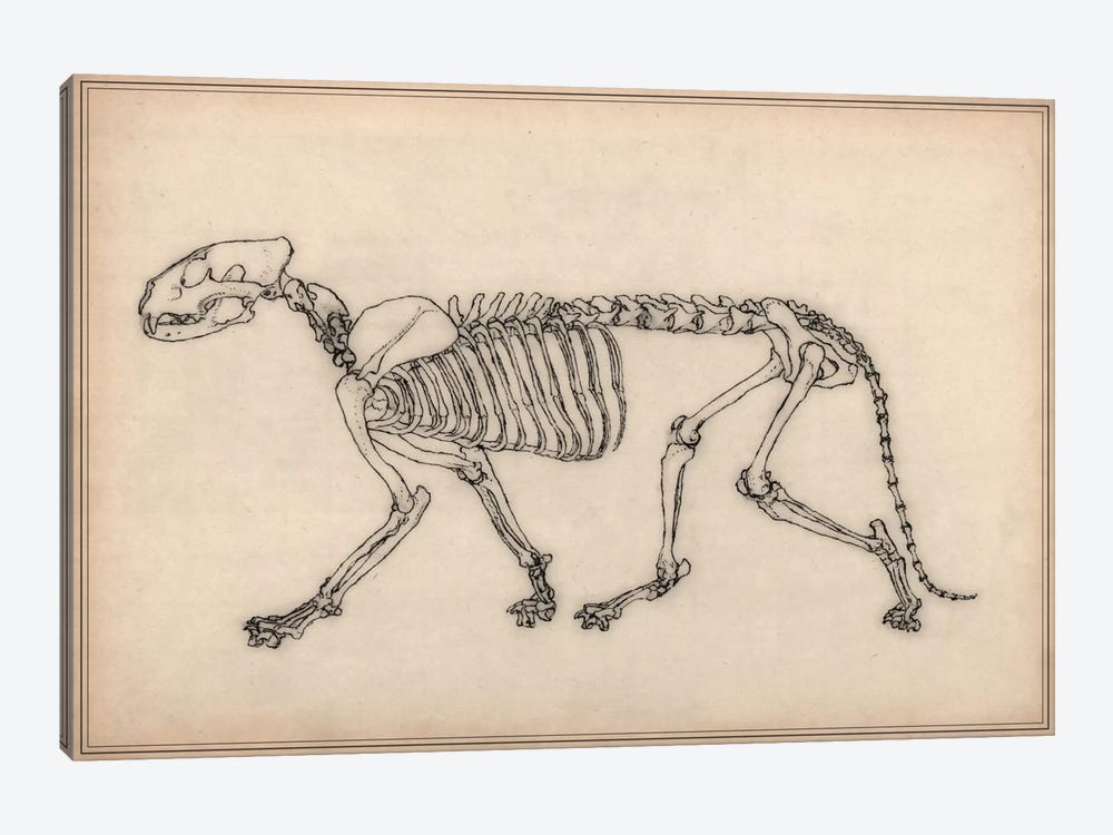 Tiger Skeleton Anatomy Drawing by Unknown Artist 1-piece Canvas Art