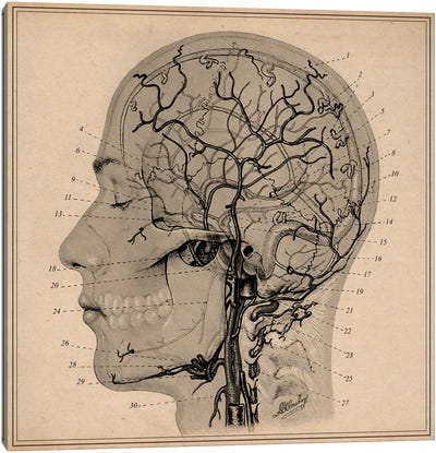 Anatomy of Human Head Canvas Art Print - Skull Art