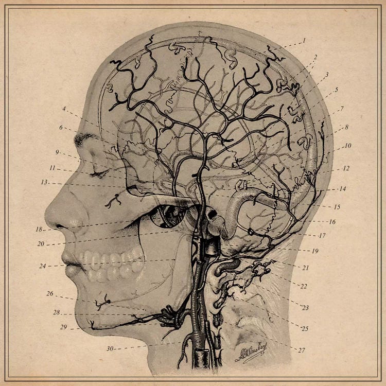 Anatomy of Human Head