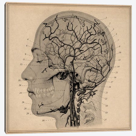 Anatomy of Human Head Canvas Print #13973} by Unknown Artist Canvas Art