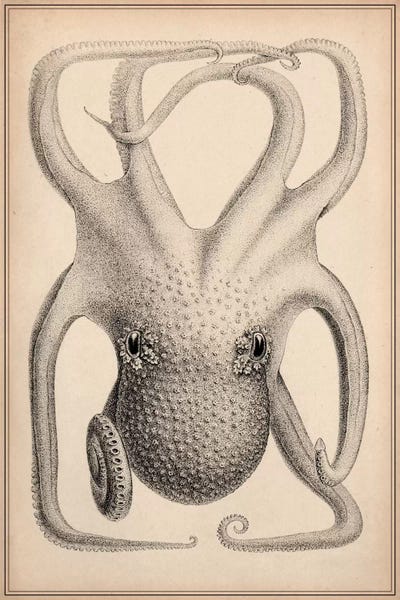 Vintage Animal Illustrations: Cephalopoda of the Hawaiian Islands by Stillman