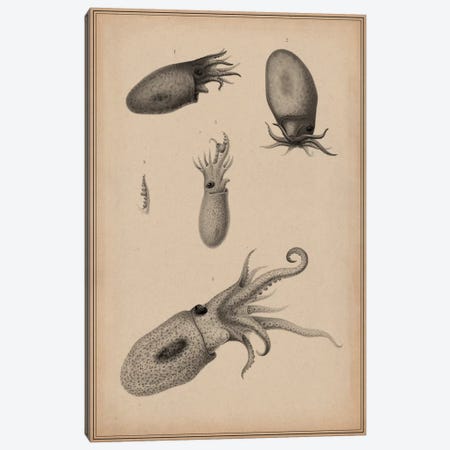 Animal Curiosity Octopus Die Cephalopoden Canvas Print #13979} by Unknown Artist Canvas Art