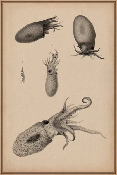 Vintage Animal Illustrations: Animal Curiosity Octopus Die Cephalopoden by Unknown Artist