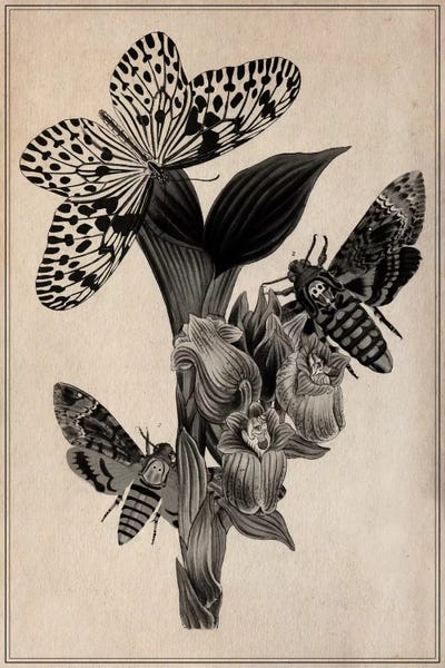 Biology: Butterflies Scientific Drawing by Unknown Artist