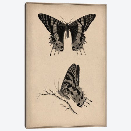 Vintage Butterfly Scientific Drawing Canvas Print #13981} by Unknown Artist Canvas Art Print