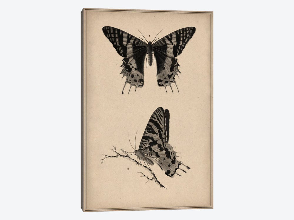 Vintage Butterfly Scientific Drawing by Unknown Artist 1-piece Canvas Print