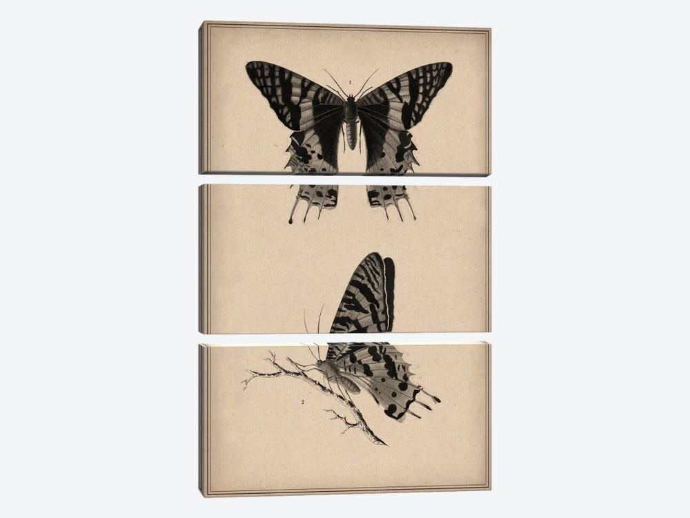 Vintage Butterfly Scientific Drawing by Unknown Artist 3-piece Canvas Print