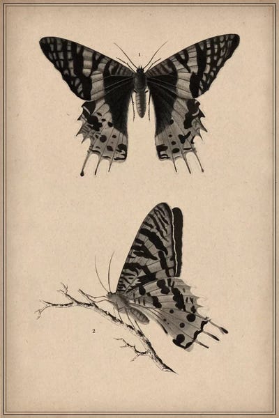 Vintage Animal Illustrations: Vintage Butterfly Scientific Drawing by Unknown Artist