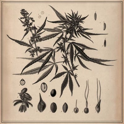 Male Cannabis Sativa Scientific Drawing by Unknown Artist canvas print