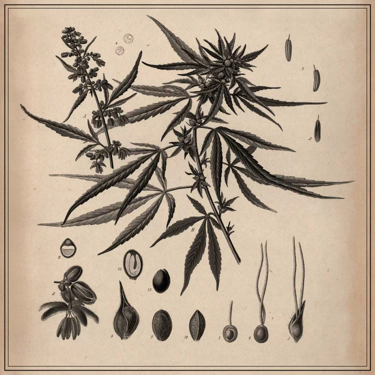 Male Cannabis Sativa Scientific Drawing