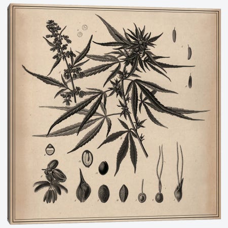 Male Cannabis Sativa Scientific Drawing Canvas Print #13982} by Unknown Artist Canvas Print