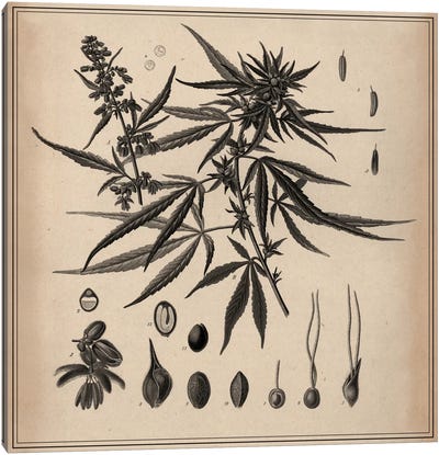 Male Cannabis Sativa Scientific Drawing Canvas Art Print - Marijuana Art