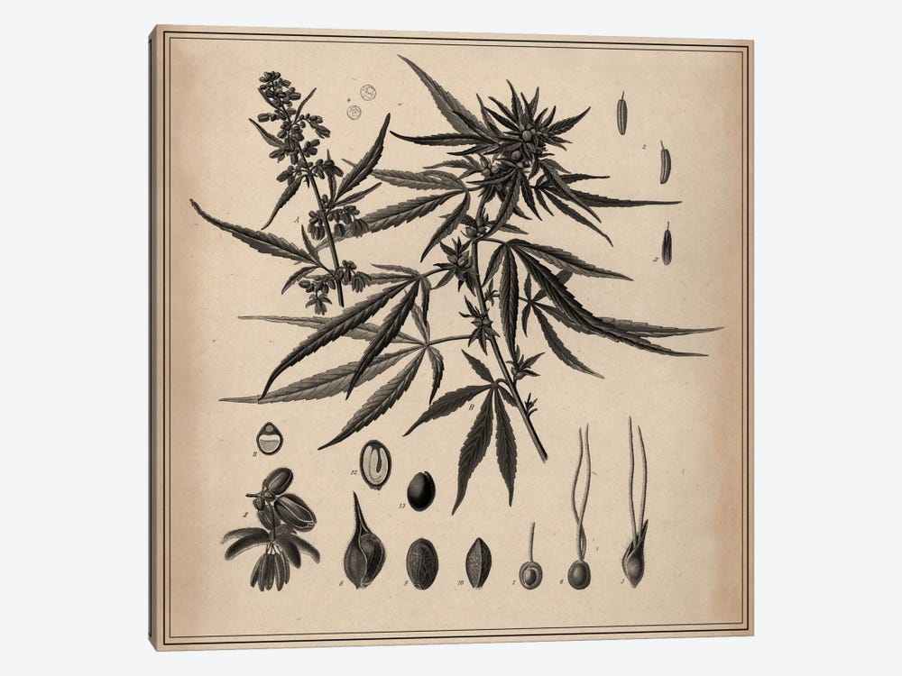 Male Cannabis Sativa Scientific Drawing by Unknown Artist 1-piece Canvas Art