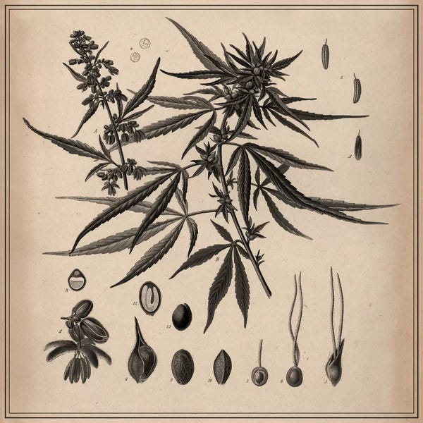Science: Male Cannabis Sativa Scientific Drawing by Unknown Artist