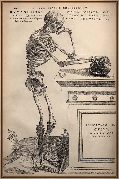 De Humani Corporis Fabrica Skeleton Standing