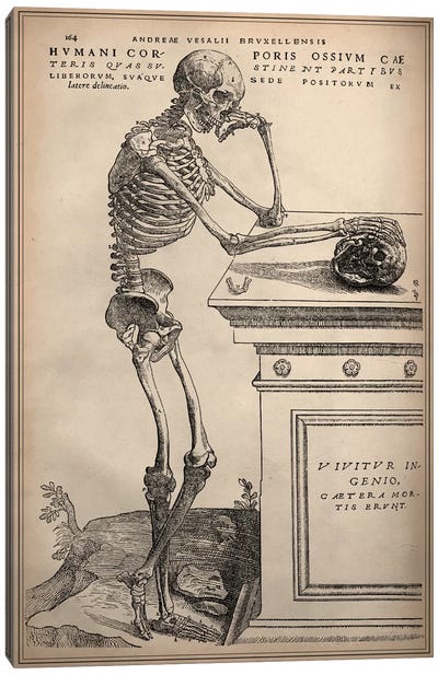 De Humani Corporis Fabrica Skeleton Standing Canvas Art Print - Horror Art