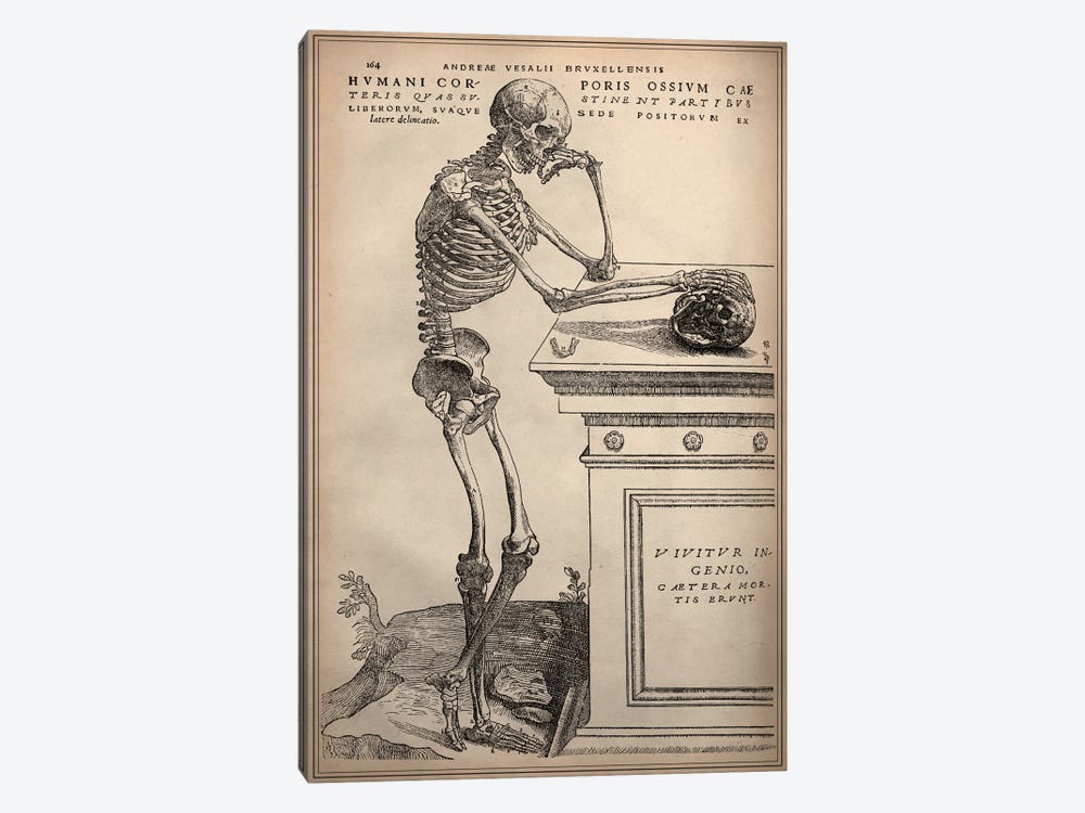 De Humani Corporis Fabrica Skeleton Standing 1-piece Canvas Print