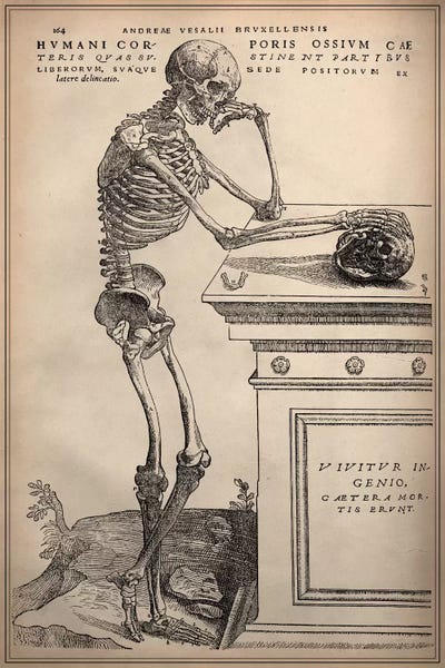 Skulls: De Humani Corporis Fabrica Skeleton Standing by Vesalius