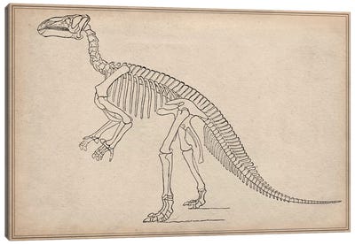 Iguanodon Skeleton Anatomy Canvas Art Print - Prehistoric Animal Art