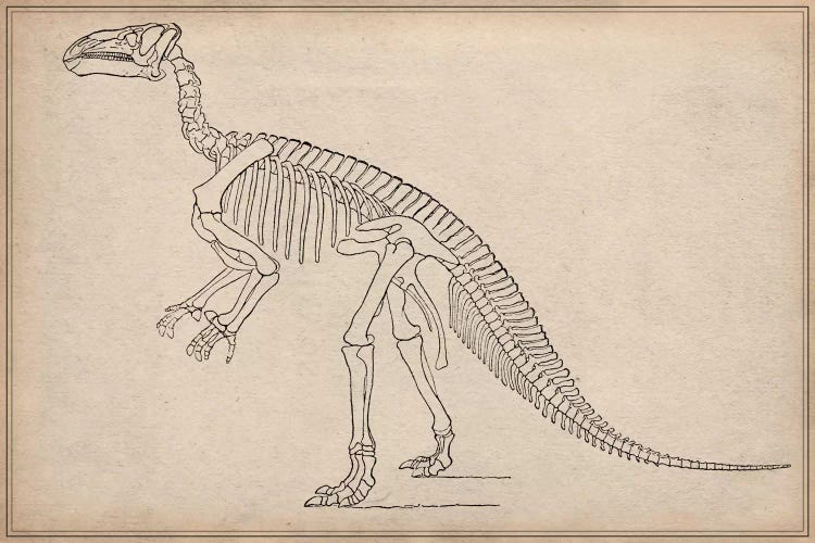 Iguanodon Skeleton Anatomy