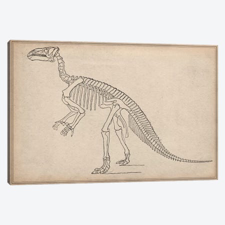 Iguanodon Skeleton Anatomy Canvas Print #13987} by Unknown Artist Canvas Artwork