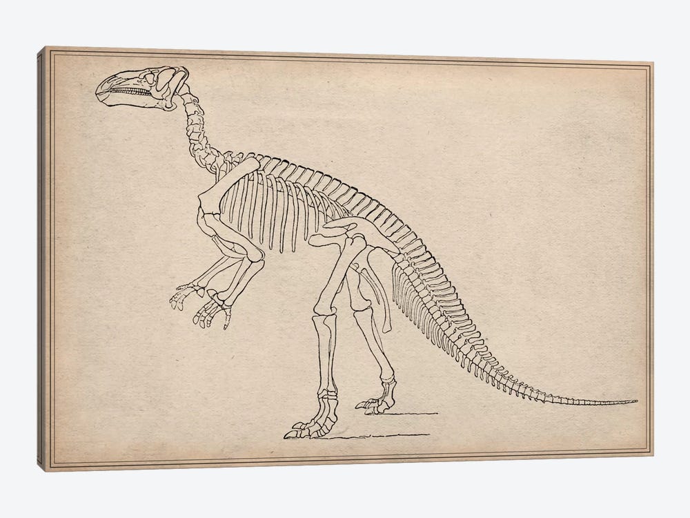 Iguanodon Skeleton Anatomy by Unknown Artist 1-piece Art Print